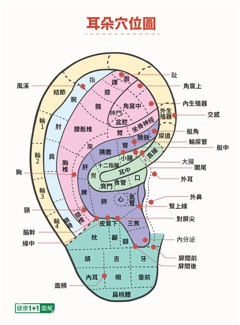 耳穴道|耳朵有玄機，每一個點都是那麼神奇